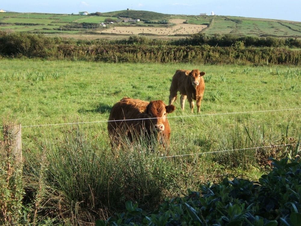 Glencarrig B&B Carrigaholt Esterno foto